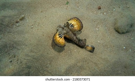 Demon Stinger walks on sandy bottom. Bearded Ghoul, Sea Goblin or Devilfish (Inimicus didactylus) Red sea, Egypt