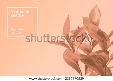 Demonstrating color 2024 Peach Fuzz. Pastel beige colored ruscus flower in the sunlight. An ideal backplate for natural and organic products presentation. Leaves in the sun. Front view