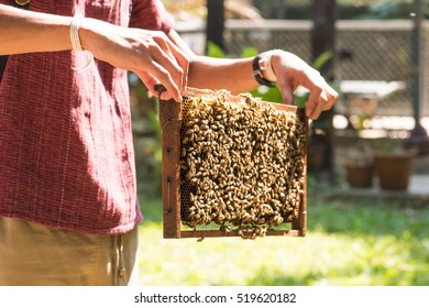 Demonstration About Bee Keeping For Traveller