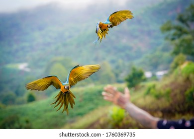 View of Demonstration Macaw Training Stock Photo 1760369735 | Shutterstock