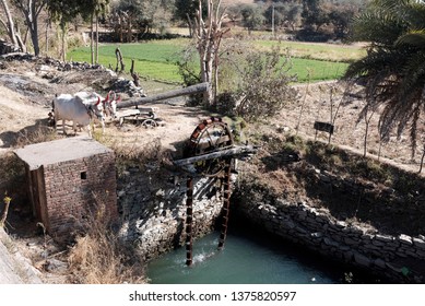 Demonstration Of The Persian Water Wheel (Sakia) In Rajasthan, India.