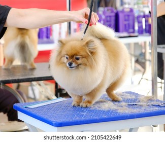 Demonstration Of A Professional Haircut Of A Pomeranian Dog According To The Breed Standard.