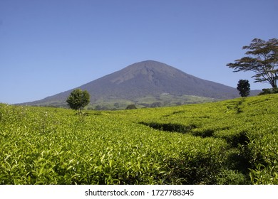 Dempo Mountain With Tea Plantation In Pagar Alam, South Sumatra