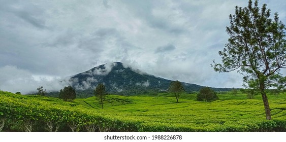 Dempo Mountain Tea Plantation South Sumatra