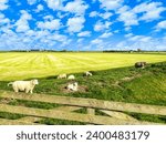 Den Burg, Netherlands - June 06, 2013 : An embarkment dike in a typical dutch polder, grass land with sheep on it and a fence