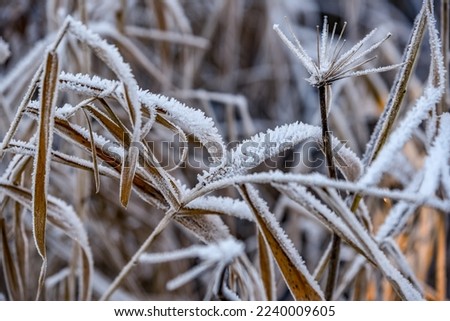 Den Helder, Netherlands. December 2022. Reed covered with hoarfrost. High quality photo