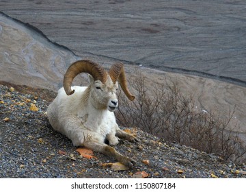 Denali National Park Dall's Sheep