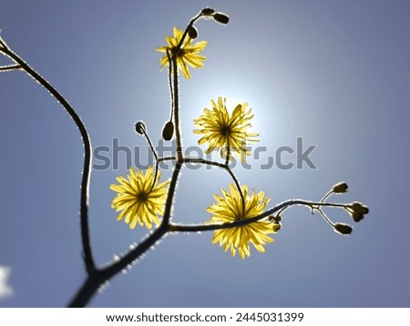 a Dendilion flower and with a beautiful blue sky background three flowers in one place. 