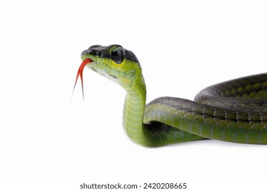 Dendrelaphis formosus snake isolated on white - Powered by Shutterstock