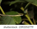 Dendrelaphis haasi, a species of small snake commonly found on Java Island