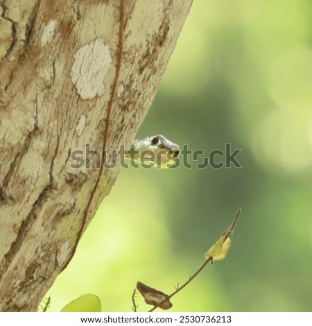 Foto Bild Hungriger Vogelnachwuchs