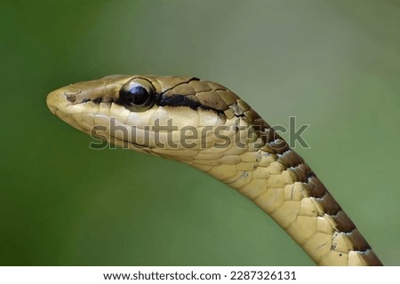 dendrelaphis tristis, close up view of a non venomous bronzeback tree snake 