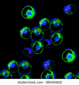 Dendritic cells labeled with green fluorescent dye
