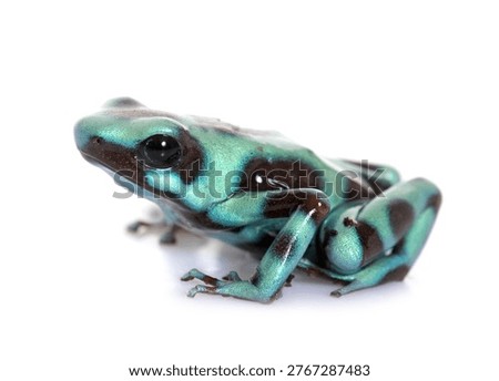 Dendrobates auratus celeste in front of white background