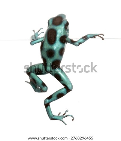 Dendrobates auratus celeste in front of white background