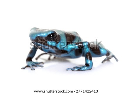 Dendrobates auratus celeste in front of white background