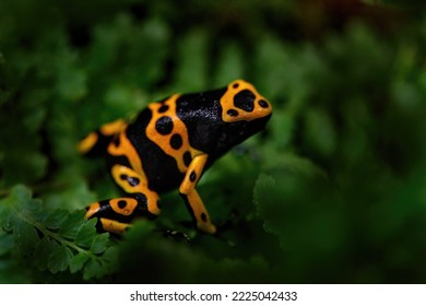 Dendrobates leucomelas, Yellow-banded poison dart frog in nature forest habitat. Small black orange frog frm Venezuela in South America, tropic wildlife.