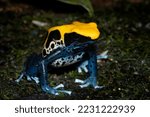 Dendrobates tinctorius Closeup on moss, Poison dartfrog Brazilian yellow head on moss