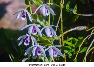 Dendrobium anosmum. he name of this type of orchid is taken using the Latin 