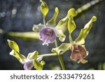 Dendrobium Barack and Michelle Obama,hybrid orchid named in the honor of bilateral relations to mark the 50th anniversary between the US and Singapore.