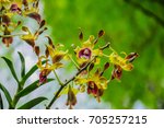 Dendrobium Barack and Michelle Obama,hybrid orchid named in the honor of bilateral relations to mark the 50th anniversary between the US and Singapore.