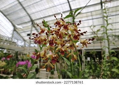 Dendrobium discolor flower hanging on the branch in nature garden. a plant species belonging to the Orchidaceae family. This species is also part of the Asparagales order. Multicolor of purple, yellow - Shutterstock ID 2277138761