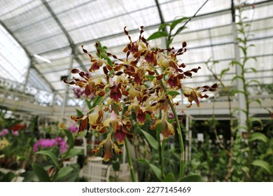 Dendrobium discolor flower hanging on the branch in nature garden. a plant species belonging to the Orchidaceae family. This species is also part of the Asparagales order. Multicolor of purple, yellow - Shutterstock ID 2277145469