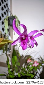 Dendrobium lituiflorum is a plant species belonging to the Orchidaceae family. This species is also part of the Asparagales order. The species Dendrobium lituiflorum is part of the Dendrobium genus. - Shutterstock ID 2279641235