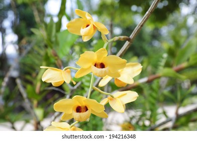 Dendrobium Moschatum Flower Stock Photo 194216348 | Shutterstock