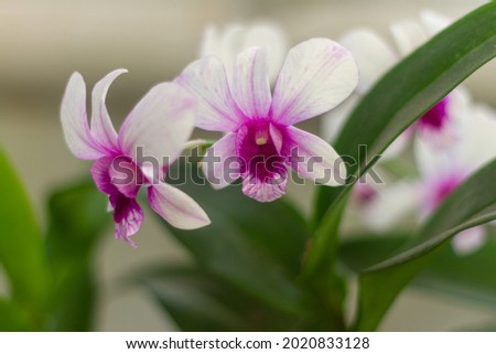 Dendrobium nobile belongs to the genus of epiphytic orchids which are commonly used as indoor or garden ornamental plants, grown in pots in indoor gardens. Dendrobium is relatively easy to maintain.