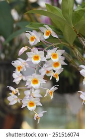 Dendrobium orchid.