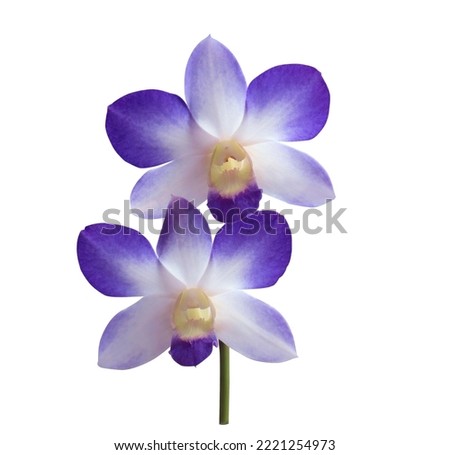 Dendrobium or Orchid flower. Close up blue-purple orchid flower bouquet isolated on white background. The side of exotic flower branch.