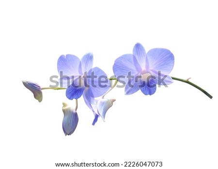 Dendrobium or Orchid flower. Close up blue-purple orchid flower bouquet on green leaf isolated on white background. The side of exotic flower branch.