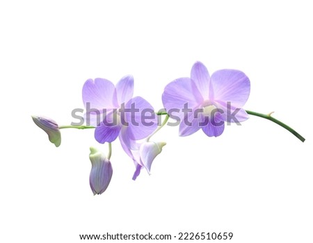 Dendrobium or Orchid flower. Close up pink-purple orchid flower bouquet on green leaf isolated on white background. The side of exotic flower branch.