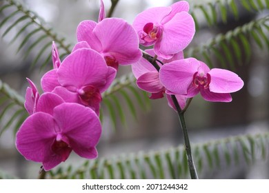 紫羅蘭色 の画像 写真素材 ベクター画像 Shutterstock