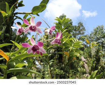 Dendrobium orchids in full bloom against a backdrop of a clear blue sky, showcase a blend of pink and purple hues, taken with low angle view on 3 August 2024 in Riau Province, Indonesia - Powered by Shutterstock