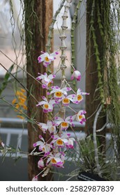 A Dendrobium Pendulum Orchid with a long, flowering stalk filled with white, pink and yellow multi-colord flowers