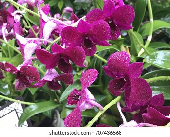 Dendrobium Rodrigo Roa Duterte Hybrid Orchid Flower Closeup