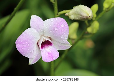 Dendrobium Sheikh Sabah Al-Ahmad - Orchid Flower