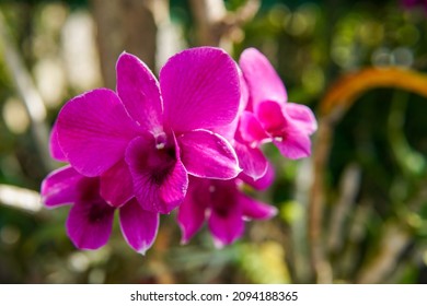 Dendrobium 'sonia' ,beautiful Purple Orchid Bouquet With Blurred Background