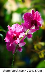 Dendrobium 'sonia' ,beautiful Purple Orchid Bouquet With Blurred Background In The Garden