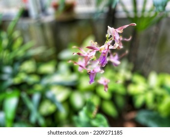 Dendrobium sp. Is one of orchid colection of Bogor Botanical Garden, west Java, Indonesia