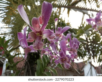 Dendrobium taurinum on a palm tree. Dendrobium taurinum is a plant species belonging to the Orchidaceae family. This species is also part of the Asparagales order. - Shutterstock ID 2279070223