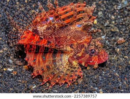 Dendrochirus biocellatus, the twospot turkeyfish, twinspot lionfish, twoeyed lionfish or ocellated lionfish, is a species of marine ray-finned fish belonging to the family Scorpaenidae,