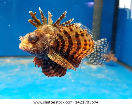 Dendrochirus brachypterus (Fuzzy Dwarf Lionfish) 