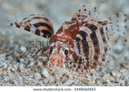 Dendrochirus zebra zebra turkeyfish zebra lionfish