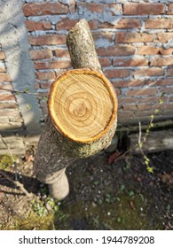 Dendrochronology (or Tree-ring Dating) Is The Scientific Method Of Dating Tree Rings