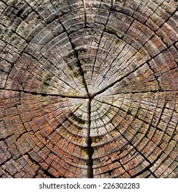 Dendrochronology Tree Ring Dating 
