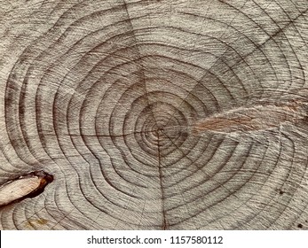 Dendrochronology Tree Rings