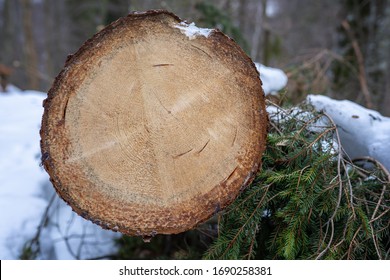 Dendrochronology Tree-ring Dating Annual Rings On Cut Down Log Tree 